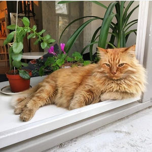 Заведение Шумерийская кофейня на фото